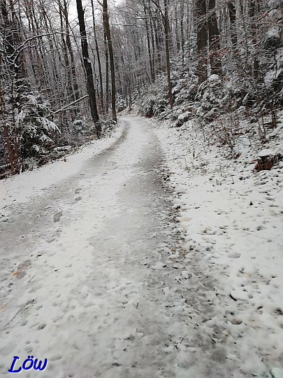 9.12.2024 - Winterwald